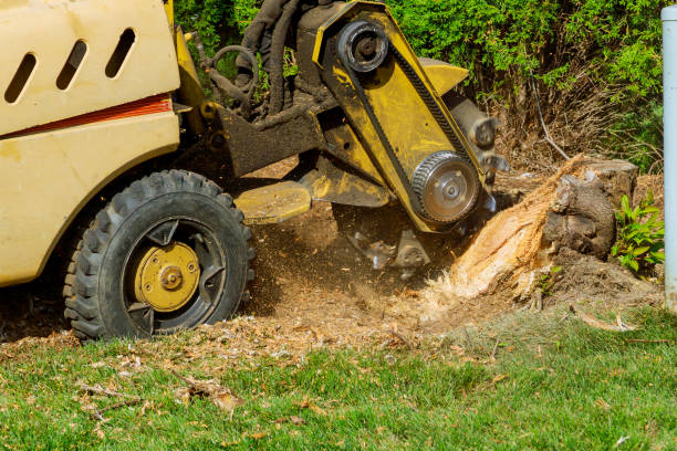 Best Tree Removal Contractors  in USA